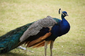 Wilder Pfau / Wild Peacock