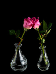 Beautiful freshly cut rose in glass contemporary vase