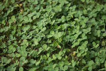 Clovers