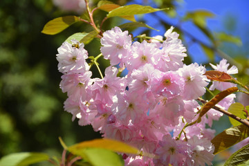 beautiful and unusual flowers