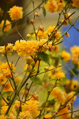 beautiful and unusual flowers