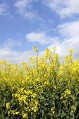 Yellow colza field