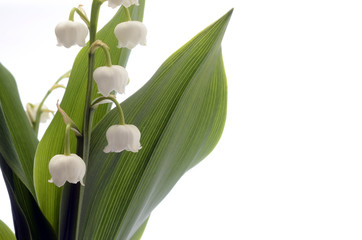 Obraz premium Lily of the valley on white background