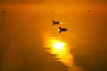 Foggy morning over the lake, fall trees reflected in water