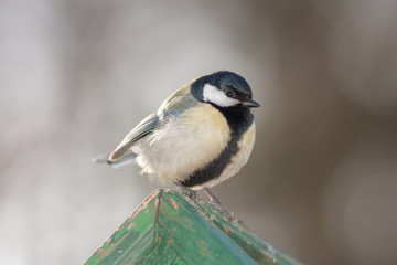 Portrait of a tit