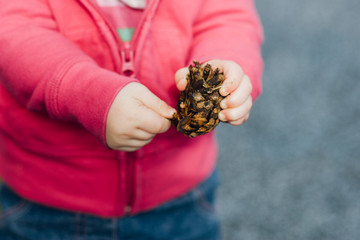 Caucasian toddler girl holding and playing with a single pinecone outdoors