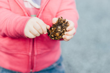 Caucasian toddler girl holding and playing with a single pinecone outdoors