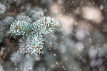 Rime on Christmas tree needles. Snowfall, frost, winter.