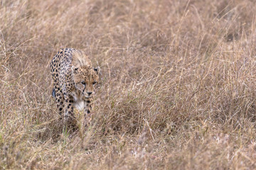 Young cheetah
