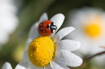 Primavera en Extremadura