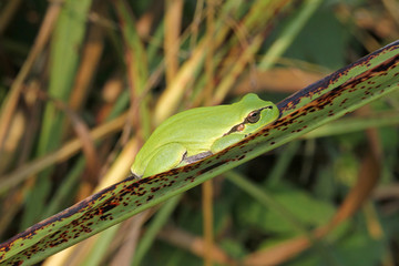 raganella (Hyla arborea) su una lunga foglia