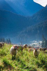 Obraz premium Wonderful grazing herd of sheep at dawn, Tatra Mountains