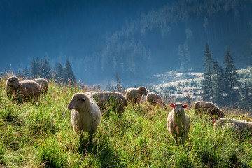 Fototapeta premium Wonderful grazing herd of sheep at sunrise, Tatra Mountains
