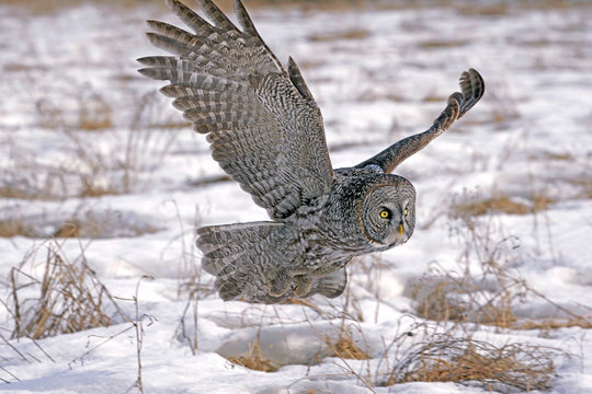 Great Grey Owl  ( Strix nebulosa )flying low over meadow in winter, hunting