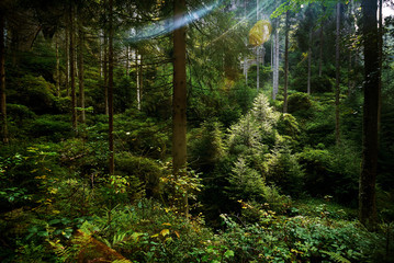 Obraz premium Magic dark forest. Autumn forest scenery with rays of warm light