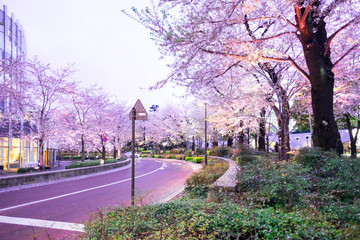 Pink Cherry blossom beside the road in Japan