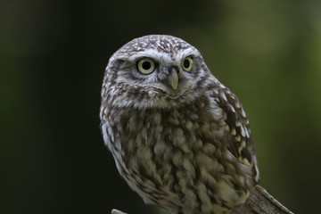 Little Owl, Bird of Prey, cute portrait with a clean background