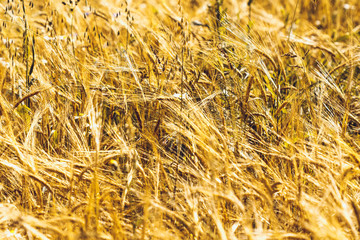 Golden Wheat Field