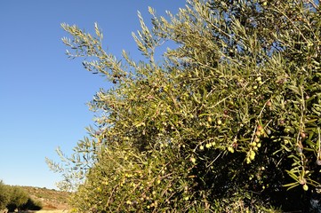 Ramas de olivo