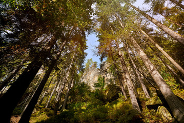 Magic dark forest. Autumn forest scenery with rays of warm light
