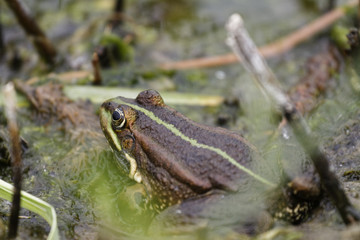 Frosch, Teichfrosch, Rana esculenta