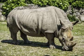 Peel and stick wall murals Rhino Adult rhino shot