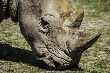Detailed rhino shot