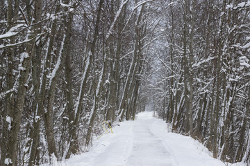 Winter walkway in the forest