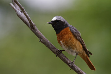 Hausrotschwanz, Phoenicurus ochruros, Rotschwänzchen