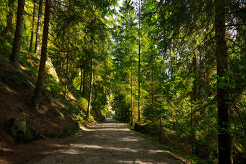 Fototapeta premium Magic dark forest. Autumn forest scenery with rays of warm light