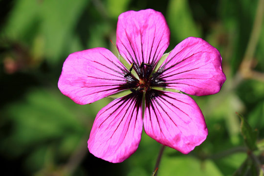Dark purple-violet Geranium psilostemon flower