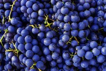 Tragetasche Hintergrund der Rotweintrauben. Dunkelblaue Weintrauben. © eugenegg