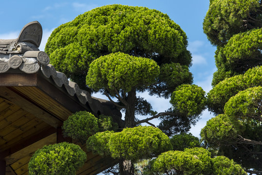 Asian Landscape - wooden House and green Pine Tree in a summer Gurden