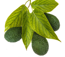 ripe avocados with leaves