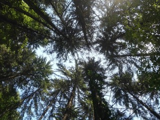 Alberi visti in prospettiva dal basso