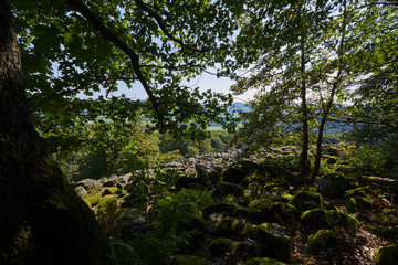 Blockschutthalde am Schafstein, Biosphärenreservat Rhön, Hessen, Deutschland