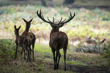 Beautiful Family group herd of red deer stag cervus elaphus duri