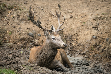 Red deer stag cervus elaphus takes a mudbath to cool down on Aut