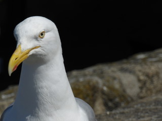 Regard de mouette