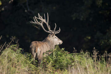 Majestic powerful red deer stag Cervus Elaphus in forest landsca