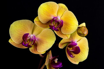 Yellow-pink orchid