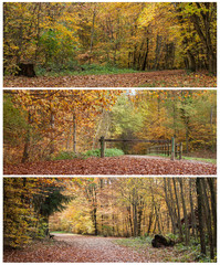 composition forêt en automne