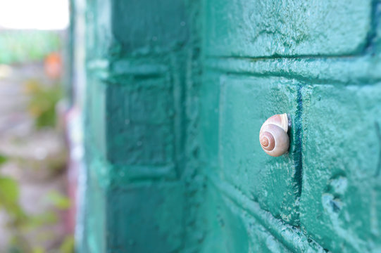 Schnecke klebt auf t&uuml;rkis-gr&uuml;ner Graffiti-Wand