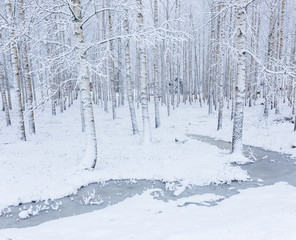 Birch wood forest covered in snow