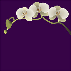  illustration of a branch with three flowers of orchids
