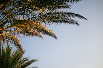 Fototapeta na wymiar Exotic palm tree in soft light of summer sunny blue sky background