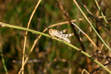 Grasshopper - 127515615