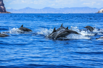 Obraz premium Several dolphins jumping and swimming off the coast of La Paz and close to Isla Espiritu Santo in Baja California, Mexico.