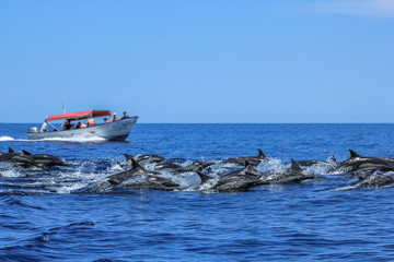 Several dolphins jumping and swimming off the coast of La Paz and close to Isla Espiritu Santo in Baja California, Mexico. In background a boat during a sightseeing tour of observation of animals.
