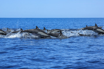 Obraz premium Dolphins jumping in Mexico. Isla Espiritu Santo near La Paz, in Baja California.